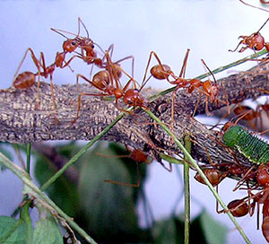 cara komunikasi semut dengan sentuhan kepala